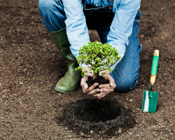 importance-of-tree-care