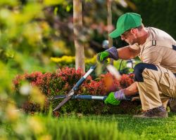 Tree Care Service in Green Valley
