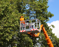 tree-service-different