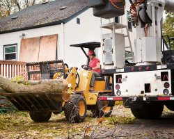 Tree Services
